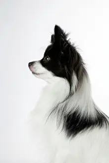 Papillons: DOG. Papillon