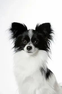 Papillons: DOG. Papillon