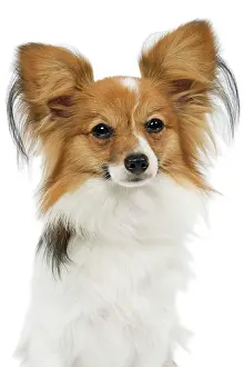 Papillons: Dog - Papillon