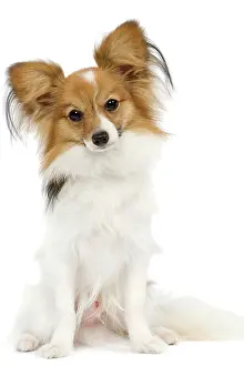 Papillons: Dog - Papillon