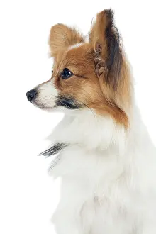 Papillons: Dog - Papillon