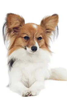 Papillons: Dog - Papillon