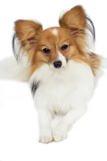 Papillons: Dog - Papillon