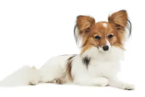 Papillons: Dog - Papillon