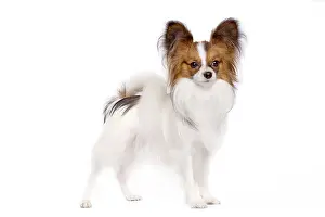 Papillon: Dog - Papillon