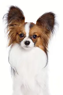 Papillon: Dog - Papillon