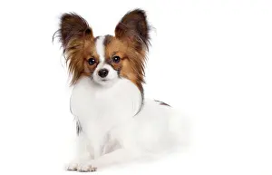 Papillon: Dog - Papillon