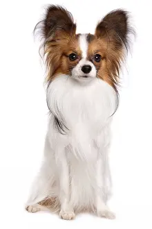 Papillon: Dog - Papillon