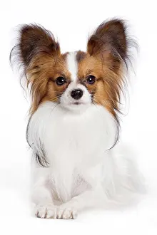 Papillon: Dog - Papillon