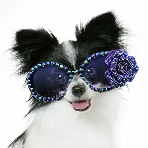 Fancy: Dog