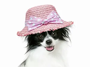Papillon: DOG. Papillon