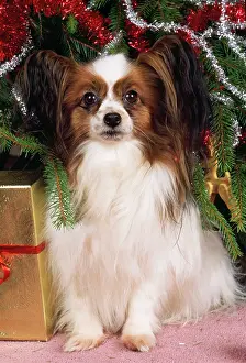 Papillons: DOG - Papillon under Christmas tree