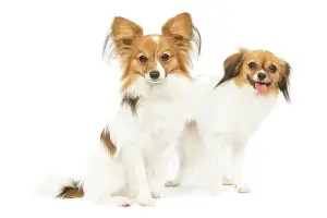 Papillon: Dog - Papillon & Continental Toy Spaniel / Phalene