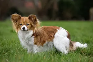 Papillons: Dog - Papillon Dog