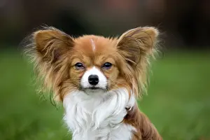 Papillons: Dog - Papillon Dog