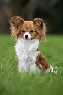 Papillons: Dog - Papillon Dog sitting down in garden