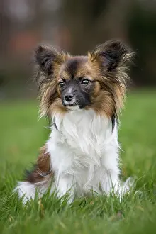 Papillons: Dog - Papillon Dog sitting down in garden
