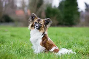 Papillons: Dog - Papillon Dog sitting down in garden