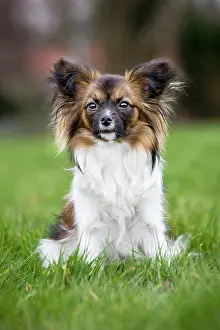 Papillons: Dog - Papillon Dog sitting down in garden