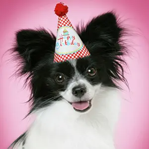 Celebrations: DOG. Papillon dog wearing a Happy Birthday hat