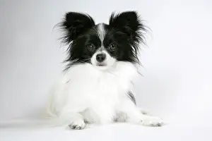 Papillons: DOG. Papillon lying down
