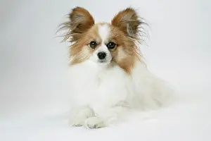 Papillons: DOG. Papillon lying down