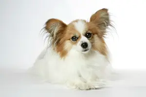 Papillons: DOG. Papillon lying down