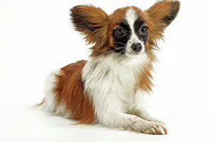 Papillons: Dog - Papillon, lying down