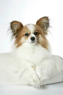 Papillons: DOG. Papillon lying on cushion