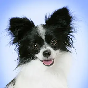 Papillon: DOG. Papillon portrait smiling