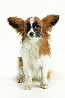 Papillons: Dog - Papillon, sitting