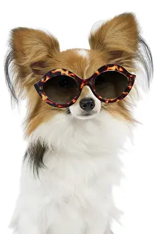 Papillon: Dog - Papillon in sunglasses