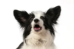 Papillon: DOG. Papillon X, head shot, with mouth open