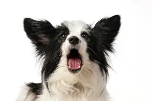 Speaking: DOG. Papillon X, head shot, with mouth open