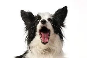 Speaking: DOG. Papillon X, head shot, with mouth open