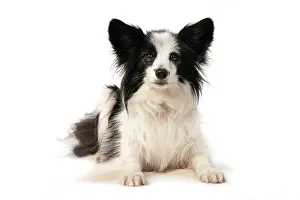 Papillon: DOG. Papillon X, laying down, looking at camera