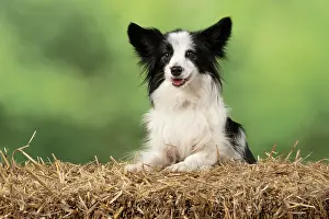 Papillon: DOG. Papillon X, with paws on a straw bale