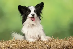 Papillon: DOG. Papillon X, with paws on a straw bale