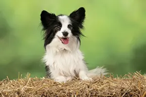 Papillon: DOG. Papillon X, with paws on a straw bale