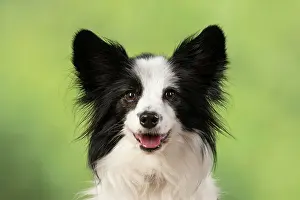 Papillon: DOG. Papillon X, portrait head, looking at camera
