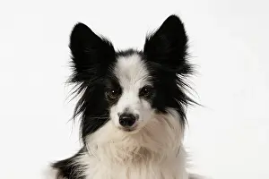 Papillon: DOG. Papillon X, portrait, head shot, studio