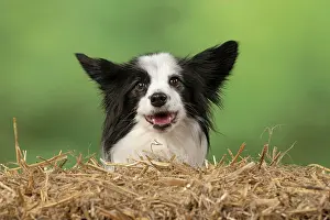 Papillon: DOG. Papillon X, portrait head, with straw bale