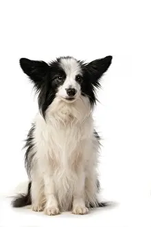 Papillon: DOG. Papillon X, sitting looking at camera, cute