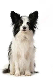 Papillon: DOG. Papillon X, sitting looking at camera, cute