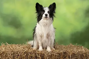 Papillon: DOG. Papillon X, sitting on a straw bale