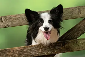 Gate: DOG. Papillon X, standing up looking through a