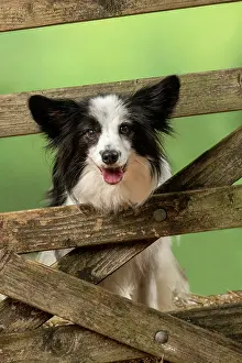 Gate: DOG. Papillon X, standing up looking through a