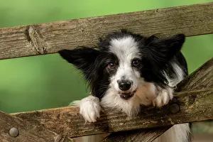 Gate: DOG. Papillon X, standing up looking through a
