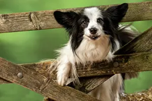 Gate: DOG. Papillon X, standing up looking through a