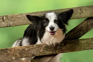 Gate: DOG. Papillon X, standing up looking through a